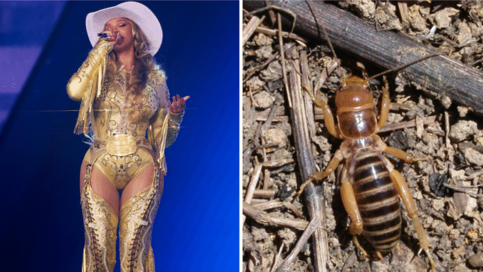 11 Injured Post-Beyoncé Concert After Fan Saw Scary Bug, Caused Escalator Stampede