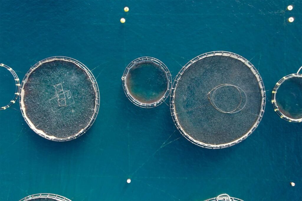 New Documentary Exposes the Dark Side of Fish Farming