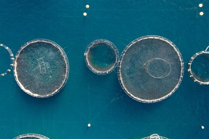 New Documentary Exposes the Dark Side of Fish Farming