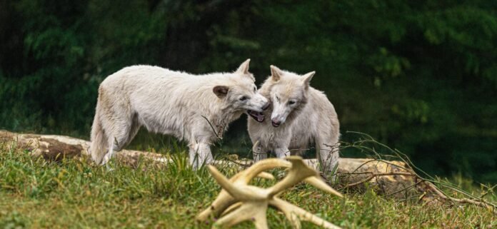 Colossal Throws Wild Birthday Party For Romulus And Remus The Dire Wolves